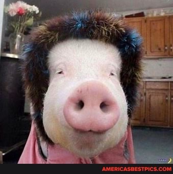 pig, hat, funny