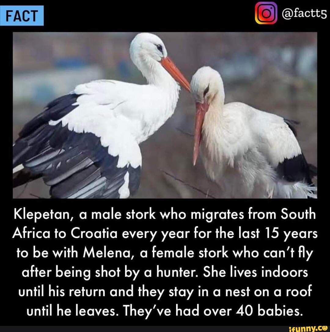 FACT factts ow Klepetan, a male stork who migrates from South Africa