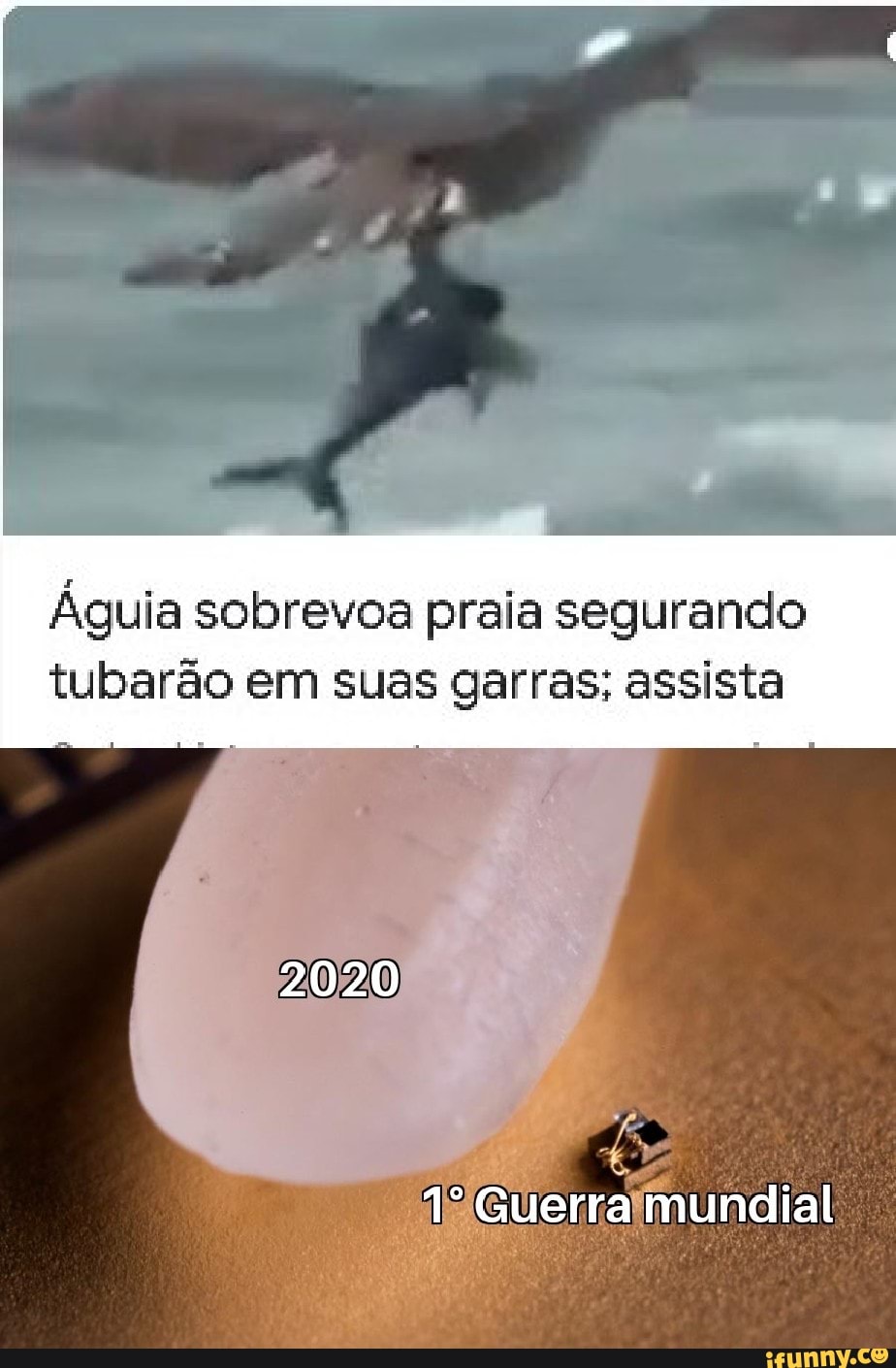 Águia sobrevoa praia segurando
tubarão em suas garras; assista