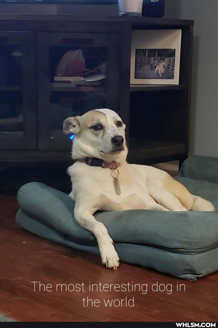 The most interesting dog in the world