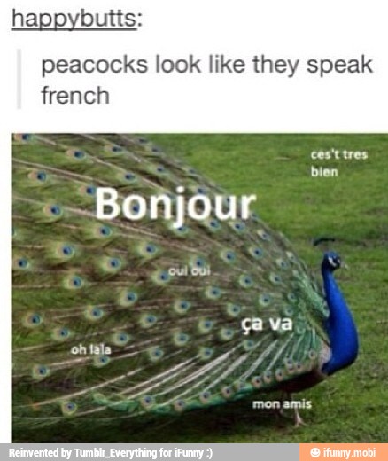 happybutts:
peacocks look like they speak
french