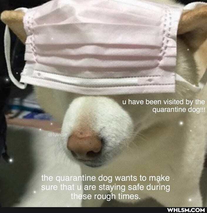 u have been visited by the quarantine dag
are the ine dog wants staying to safe make during are staying safe during ese rough times.