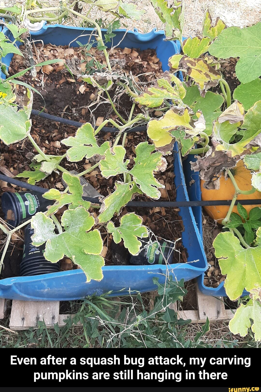 Even after a squash bug attack, my carving pumpkins are still hanging