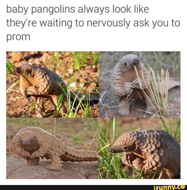 baby pangolins always look like
they're waiting to nervously ask you to