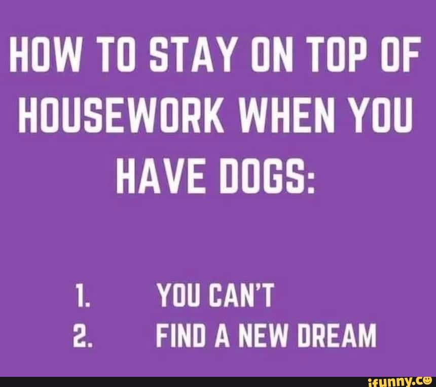 how-to-stay-on-top-of-housework-when-you-have-dogs-1-you-can-t-find-a