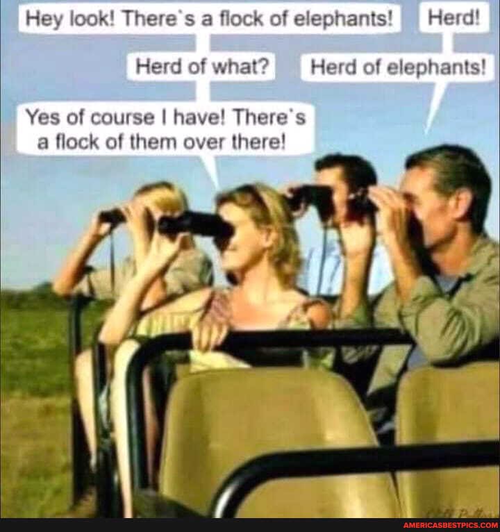 Hey look! There's a flock of elephants! Herd!
Herd of what? Herd of elephants!
Yes of course I have! There's
a flock of them over there!