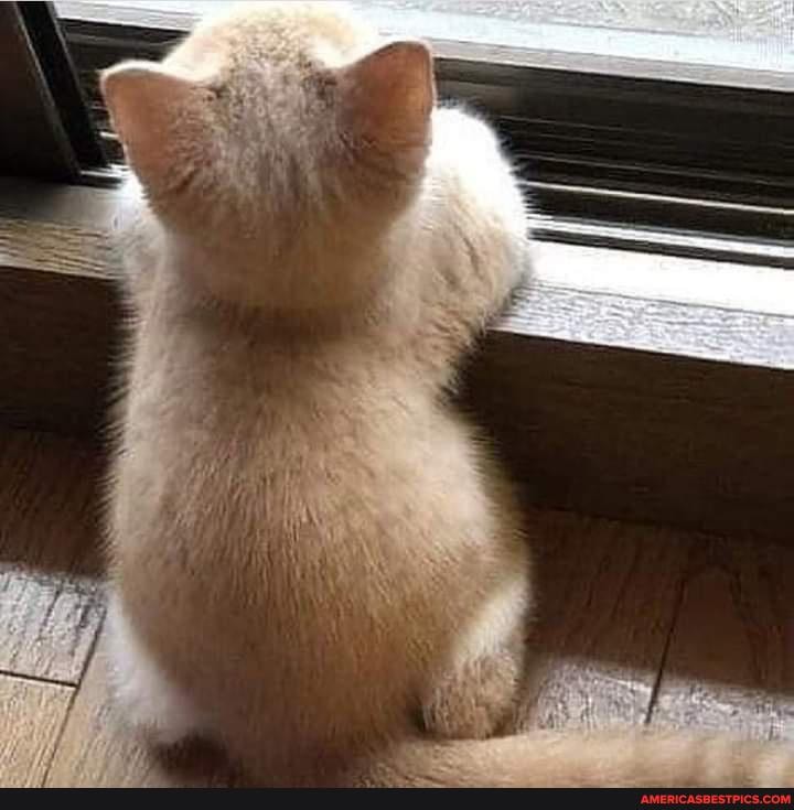 funny_animal, cat, baby_animals, funny_cat, awesome_cat