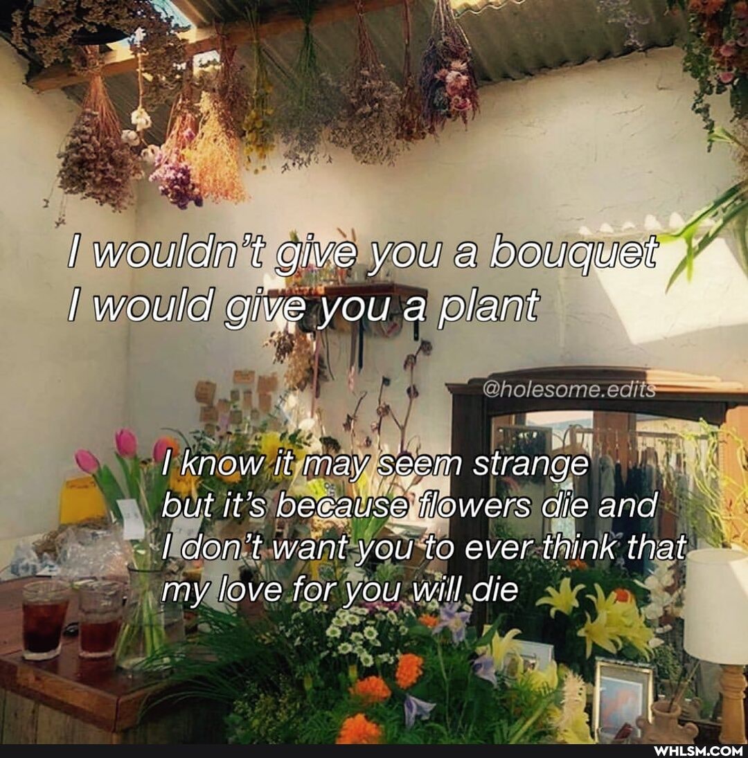 wouldn't give you a bouquet would give you a plant
know it may seem strange
but it's beeause flowers die and
don't want you to ever think that my love for you will die