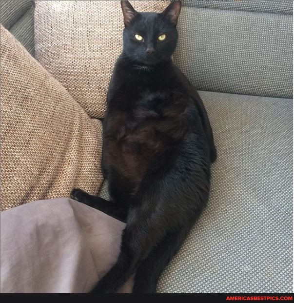 cat, questions, kitten, front_page