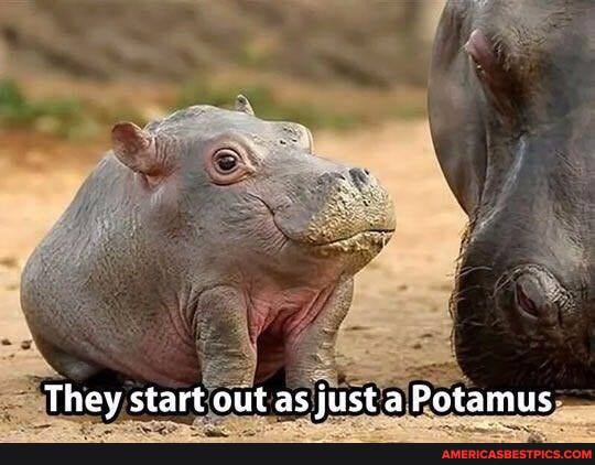 They start out as just a Potamus