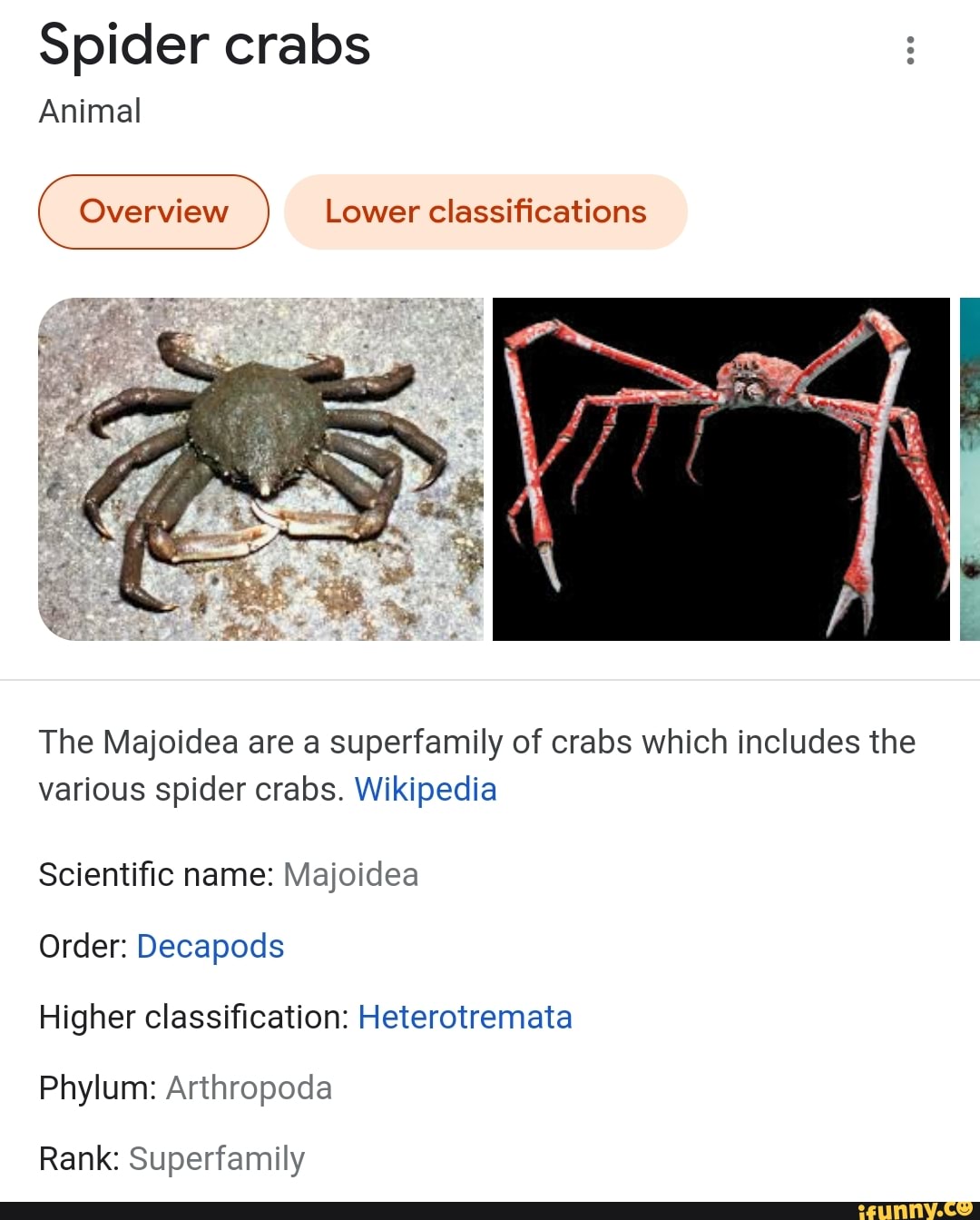 Spider crabs Animal Overview Lower classifications The Majoidea are a superfamily of crabs which