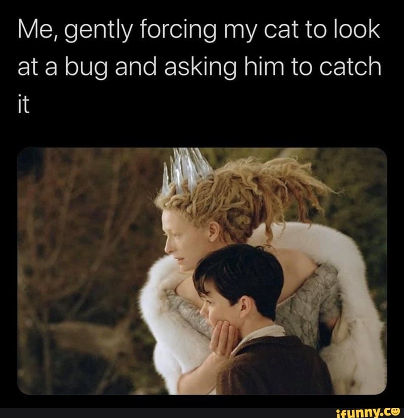 Me, gently forcing my cat to look at a bug and asking him to catch it