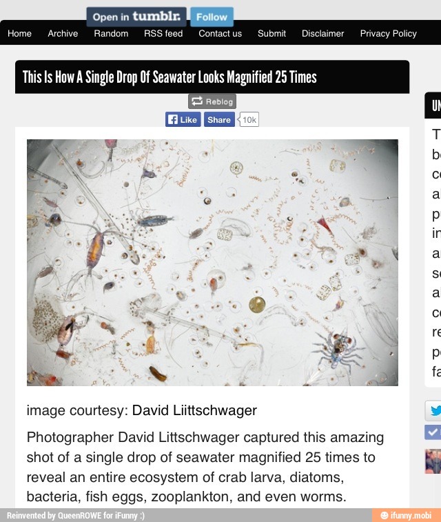 image courtesy: David Liittschwager E
Photographer David Littschwager captured this amazing
shot of a single drop of seawater magnified 25 times to by
reveal an entire ecosystem of crab larva, diatoms,
bacteria, fish eggs, zooplankton, and even worms.