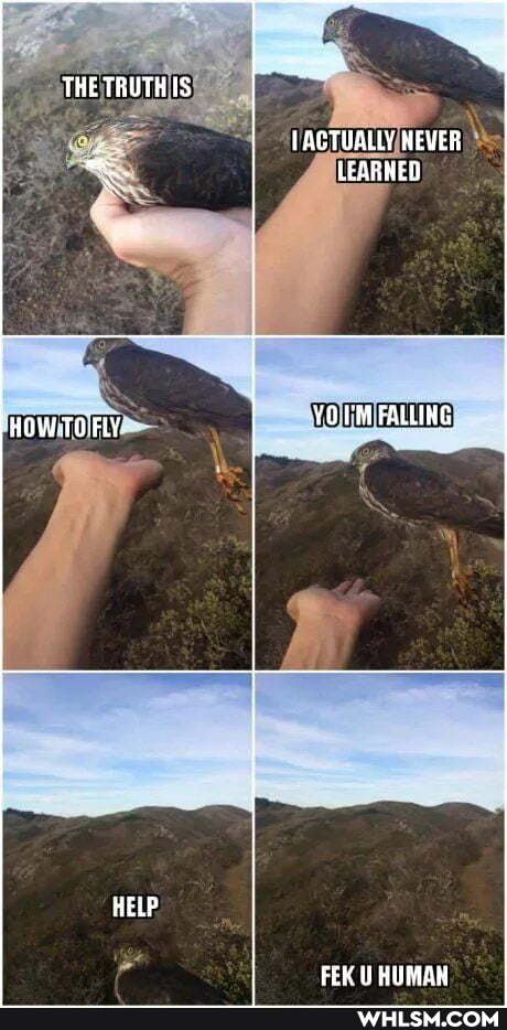 THE TRUTH IS
AGTUALLY HEVER LEARNED
HOW 10 FLY YO UM FALUING
HELP
FEK UW HUMAN I
