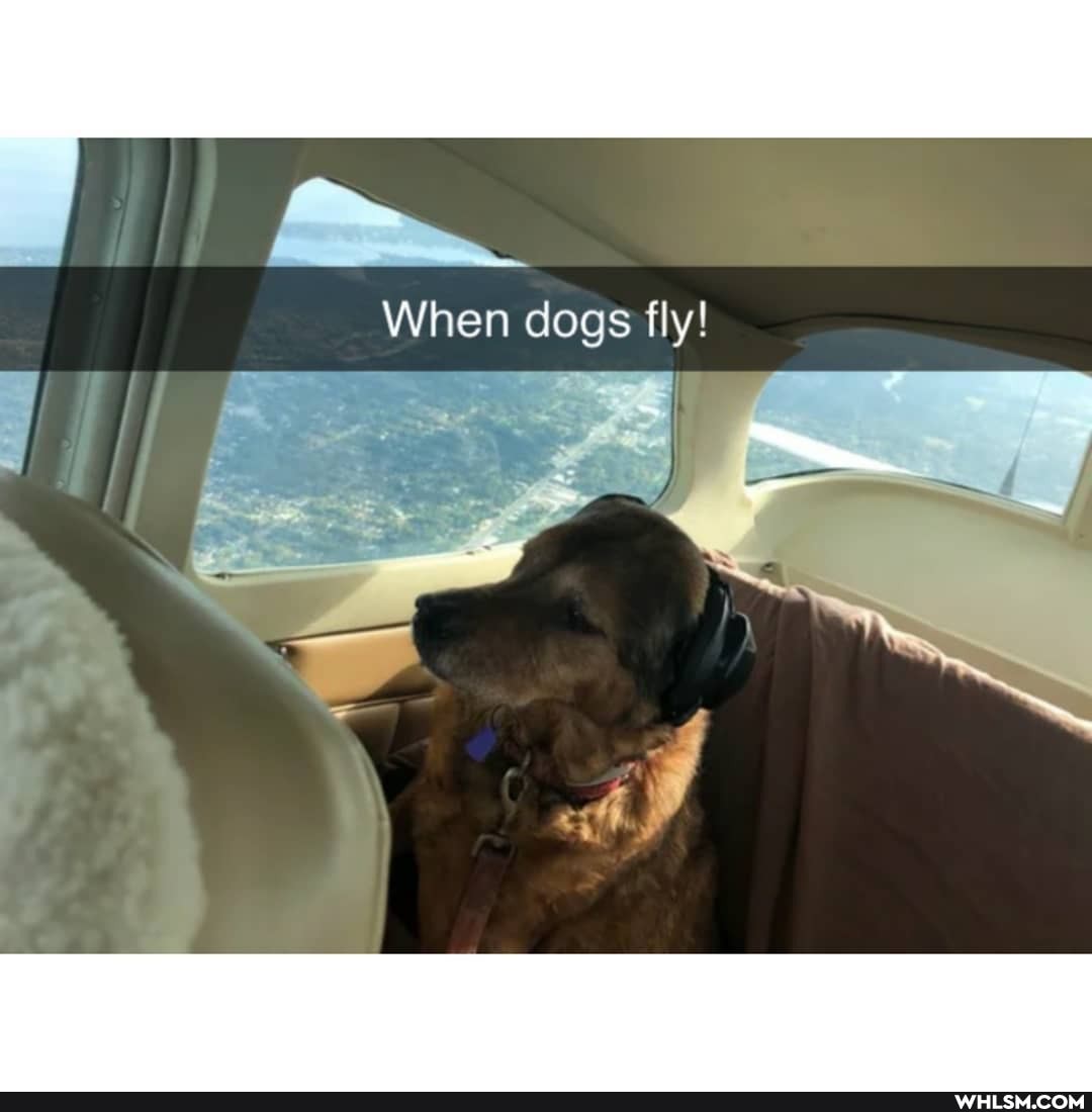 When dogs fly!