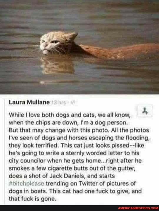 Laura Mullane
While I love both dogs and cats, we all know, when the chips are down, I'm a dog person
But that may change with this photo. All the photos
I've seen of dogs and horses escaping the flooding, they look terrified. This cat just looks pissed--ike he's going to write a sternly worded letter to his city councilor when he gets home.. right after he smokes a few cigarette butts out of the gutter, does a shot of Jack Daniels, and starts
#bitchplease trending on Twitter of pictures of dogs in boats This cat had one fuck to give, and that fuck is gone.
