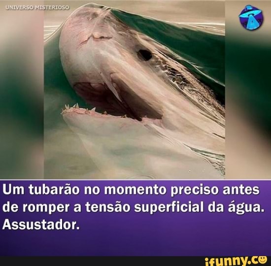 Um tubarão no momento preciso antes de romper a tensão superficial da água.
Assustador.
