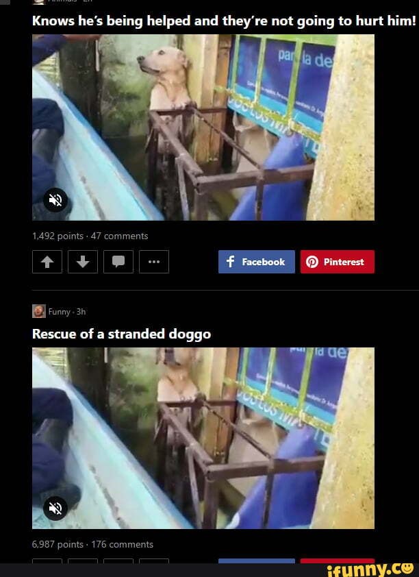 Knows he's being helped and they're not going to hurt him!
1,492 points 47 comments
f Facebook @ Pinterest
runny.
Rescue of a stranded doggo
6,987 points - 176 comments