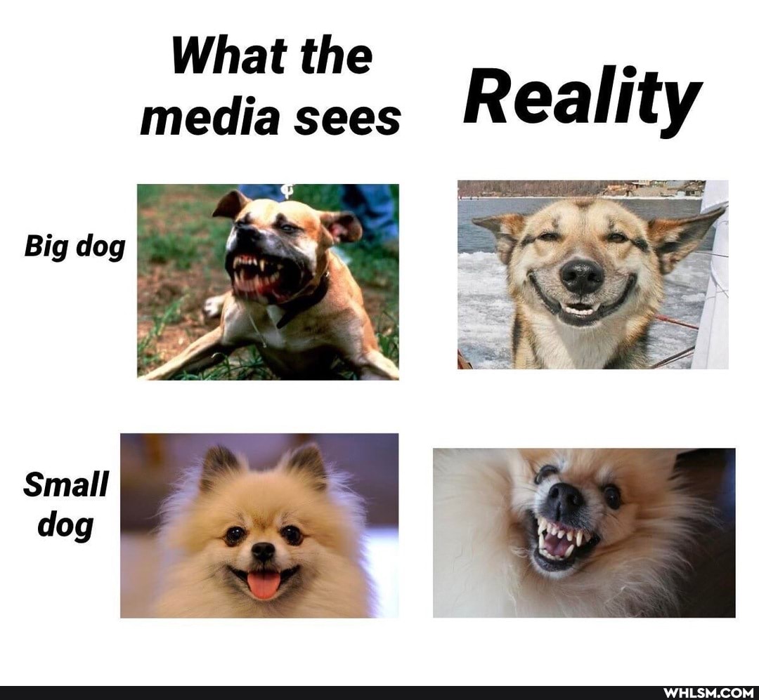 What the media sees R eali ty