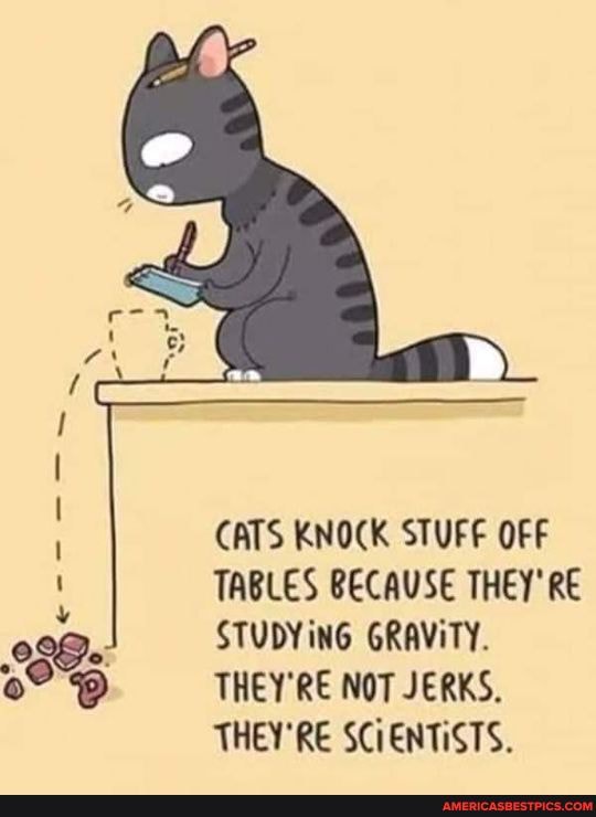 CATS KNOCK STUFF OFF TABLES BECAUSE THEY'RE STUDYING GRAVITY. THEY'RE NOT  JERKS. THEY'RE SCIENTISTS. - America's best pics and videos