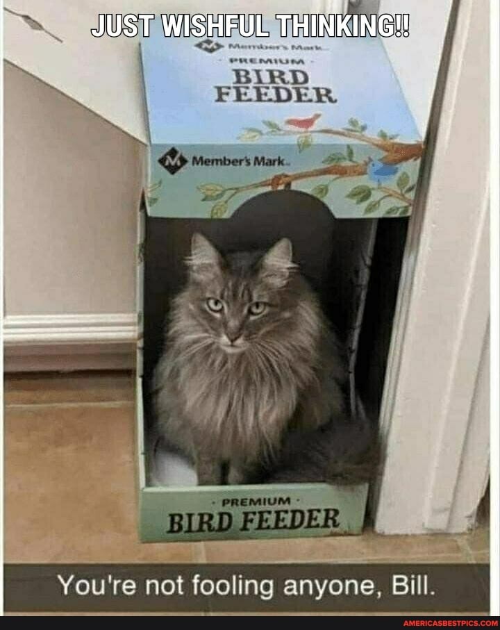 ~ JUST WISHFUL does:
FEEDER
You're not fooling anyone, Bill.