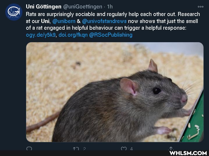 Uni Gittingen
Rats are surprisingly sociable and regularly help each other out. Research at our Uni, @unibern & @univofstandrews now shows that just the smell of a rat engaged in helpful behaviour can trigger a helpful response:
@RSocPublishing