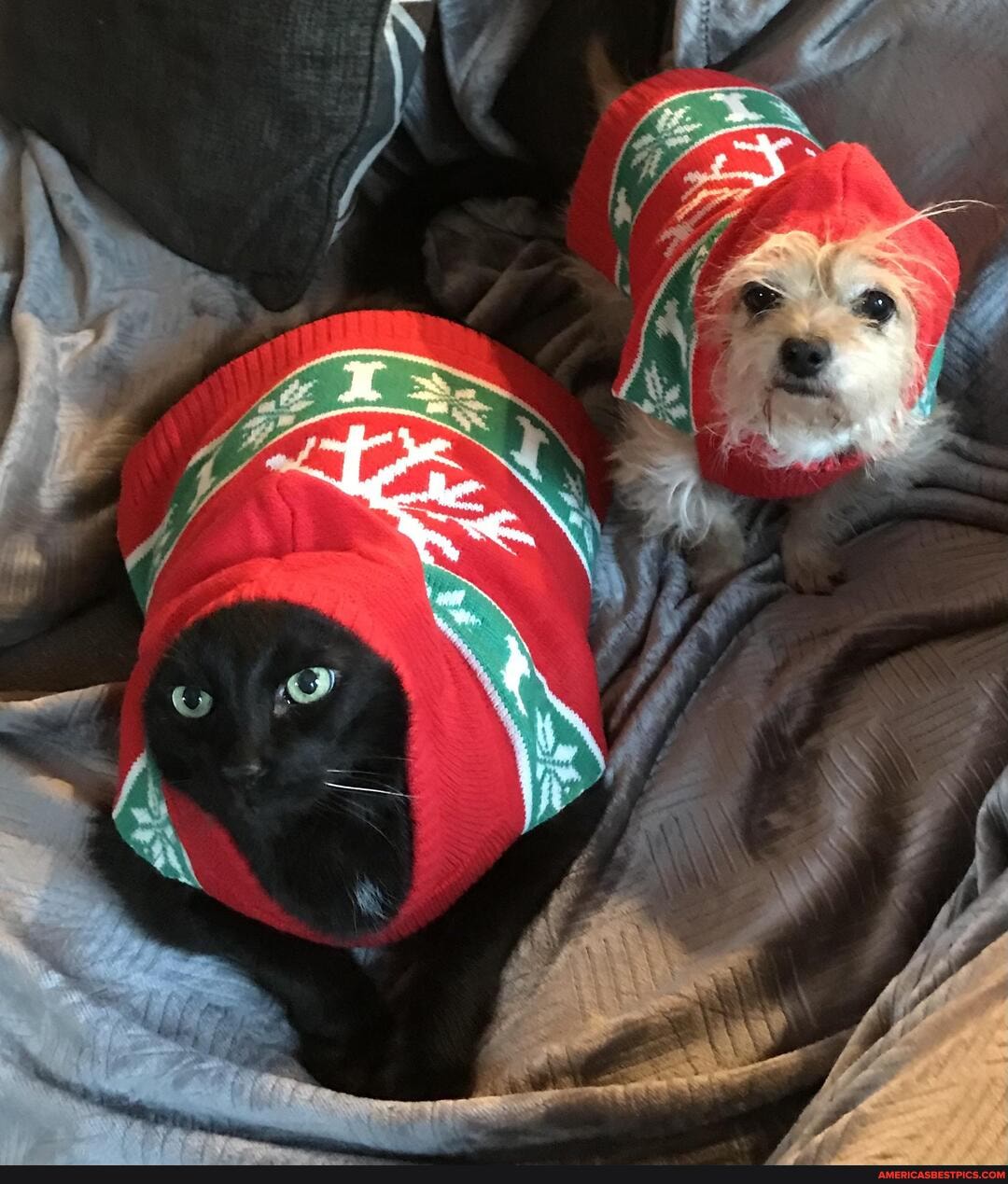 yes, person, fat, larry, lulu, previewing, christmas, sweaters