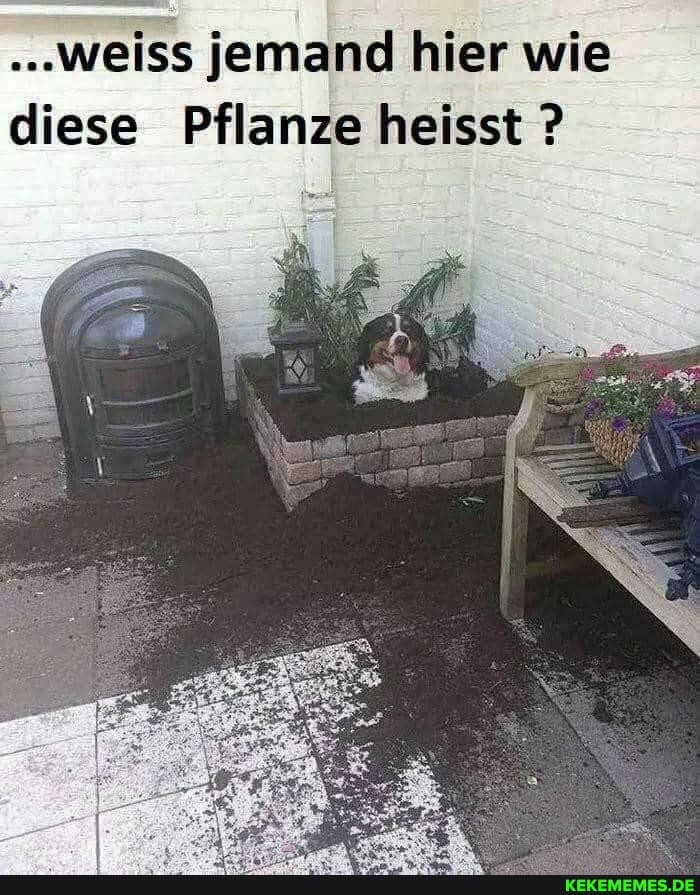 .weiss jemand hier wie diese Pflanze heisst ?