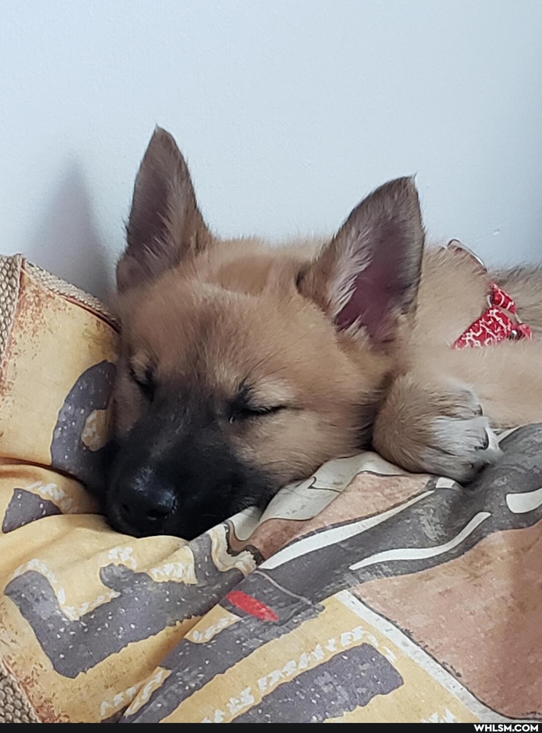 aww, pupper, adopt_dont_shop