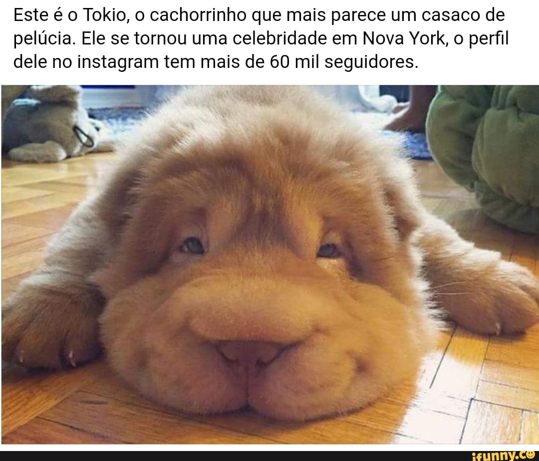 Este é o Tokio, o cachorrinho que mais parece um casaco de
pelúcia. Ele se tornou uma celebridade em Nova York, o perfil
dele no instagram tem mais de 60 mil seguidores.