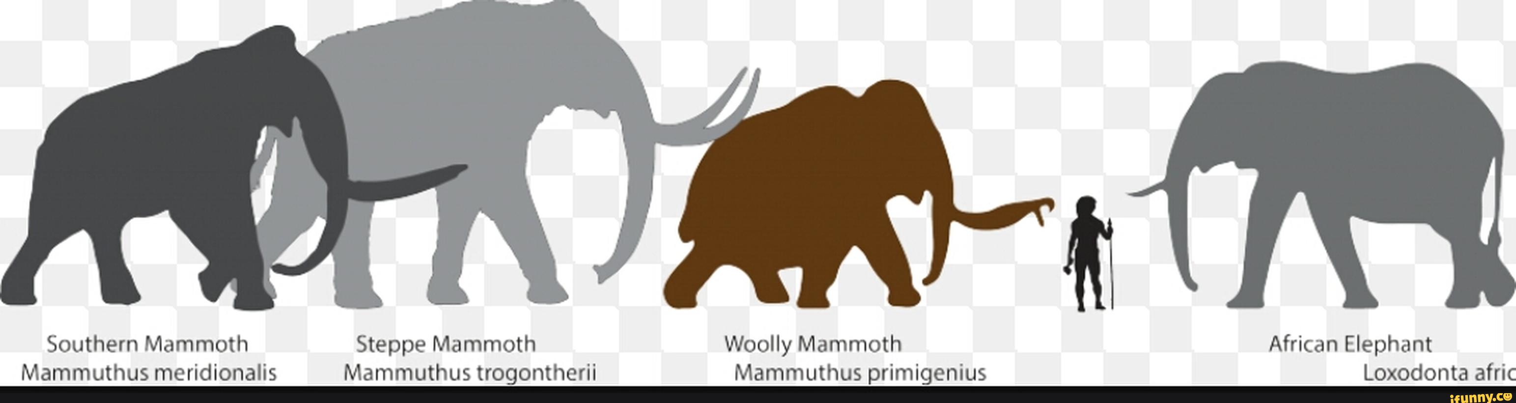 Мамонт мастодонт и слон
