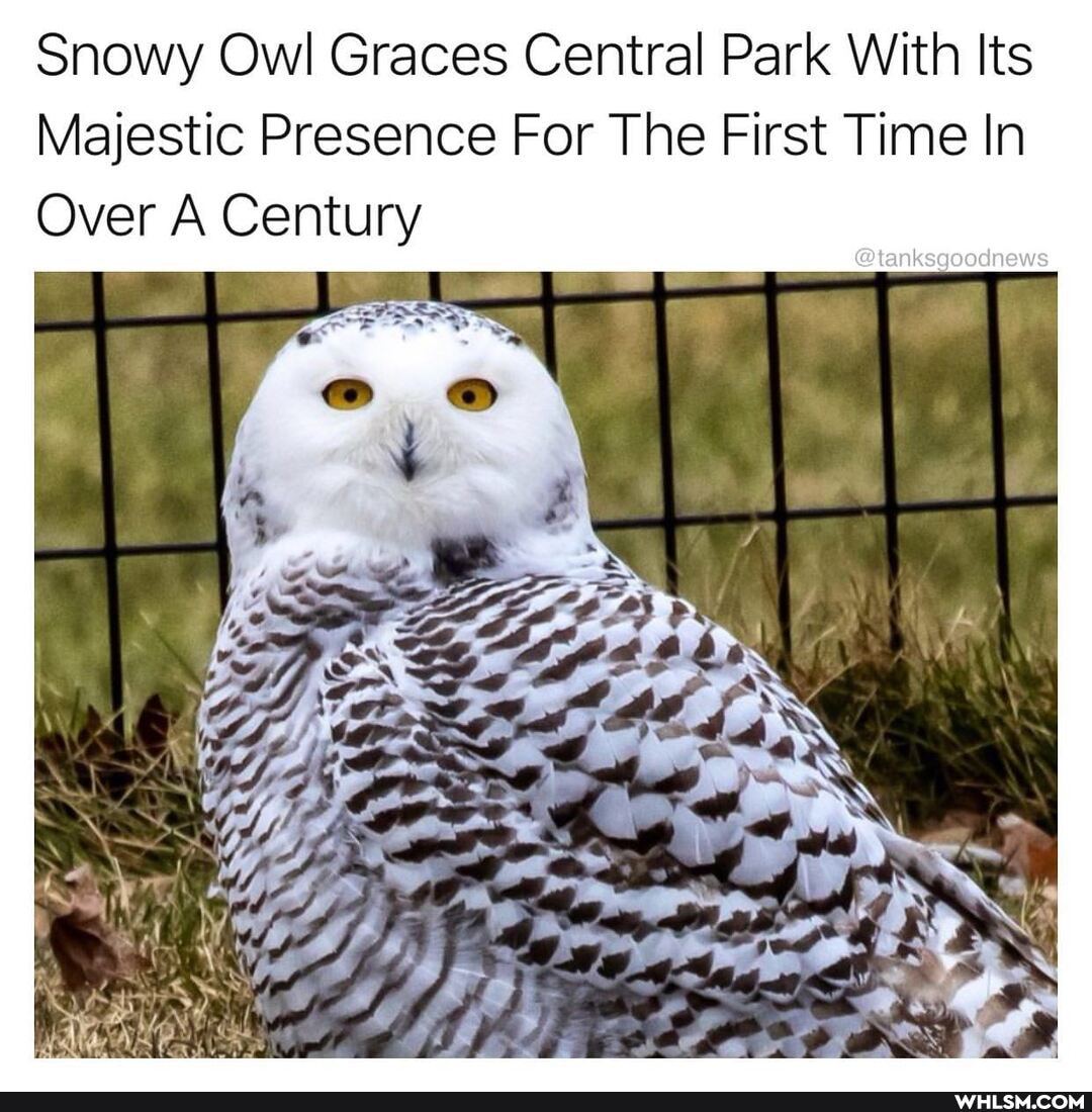 Snowy Owl Graces Central Park With Its
Majestic Presence For The First Time In
Over A Century
@tanksgoodnews