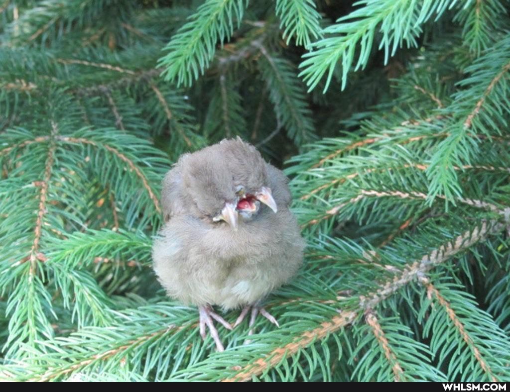 nature, aww, baby_animals, so_sad