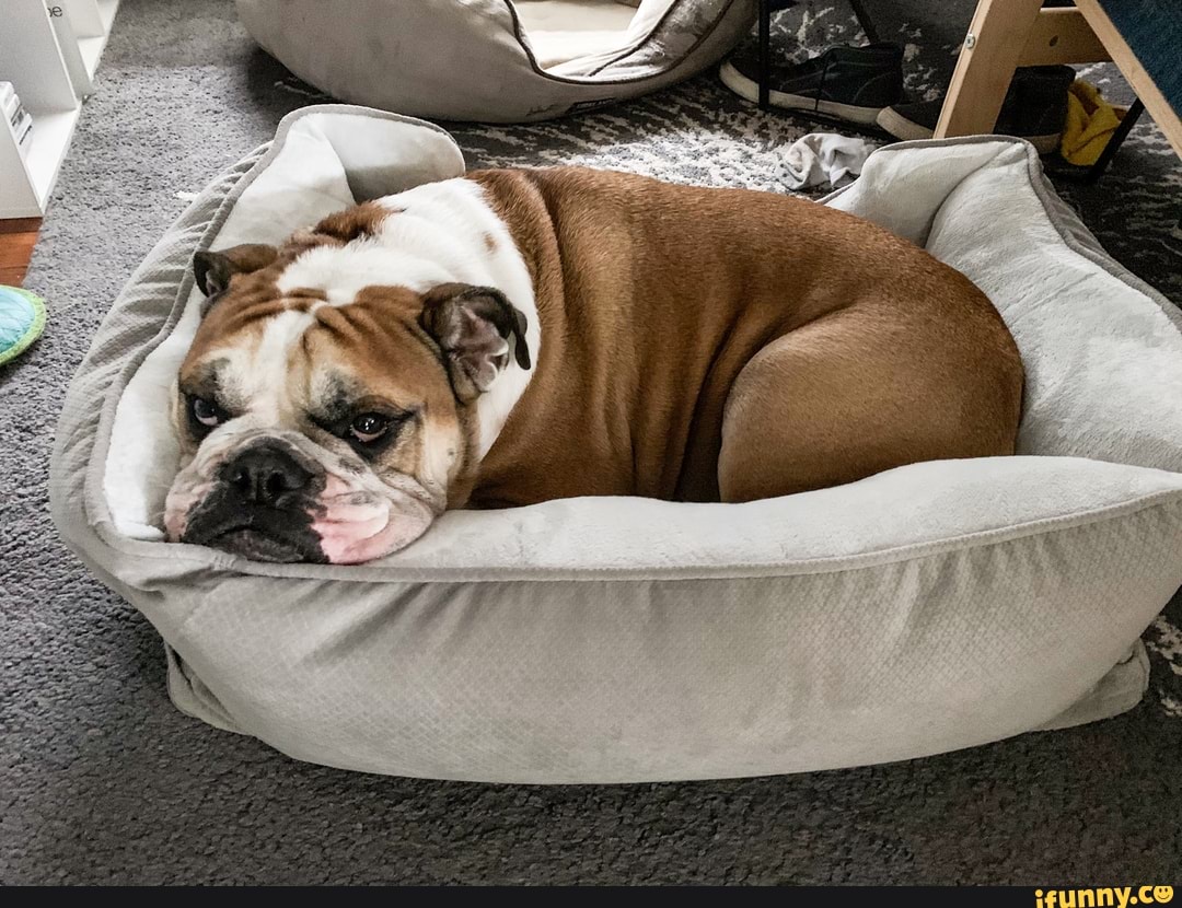 cute, dogs, dog, aww, animals