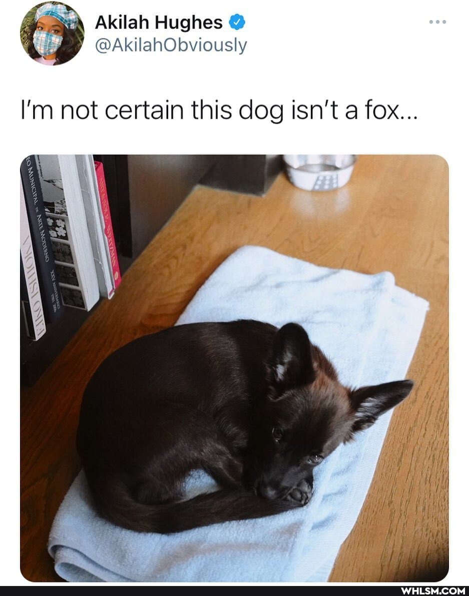 Akilah Hughes @
OP ONG
I'm not certain this dog isn't a fox...