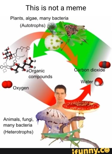 This is not a meme Plants, algae, many bacteria (Autotrophs) Animals ...