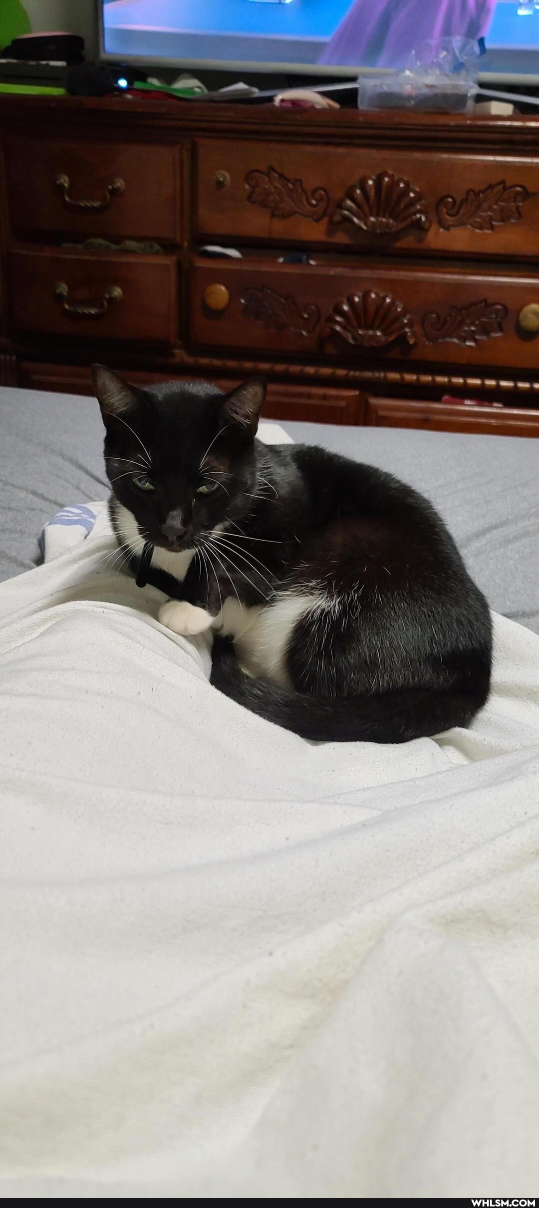 cat, coronavirus