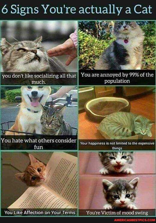 Signs You're actually Cat
you don't like socializing all that I You are annoyed by 99% of the
hate others. consider
population
Your happiness is not limited to the expensive things