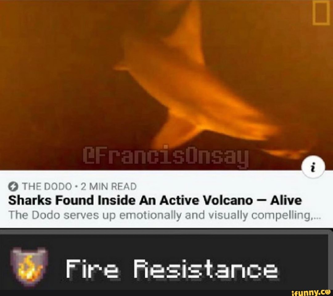 2 MIN READ
Sharks Found Inside An Active Volcano Alive
The Dodo serves up emotionally and visually compelling,