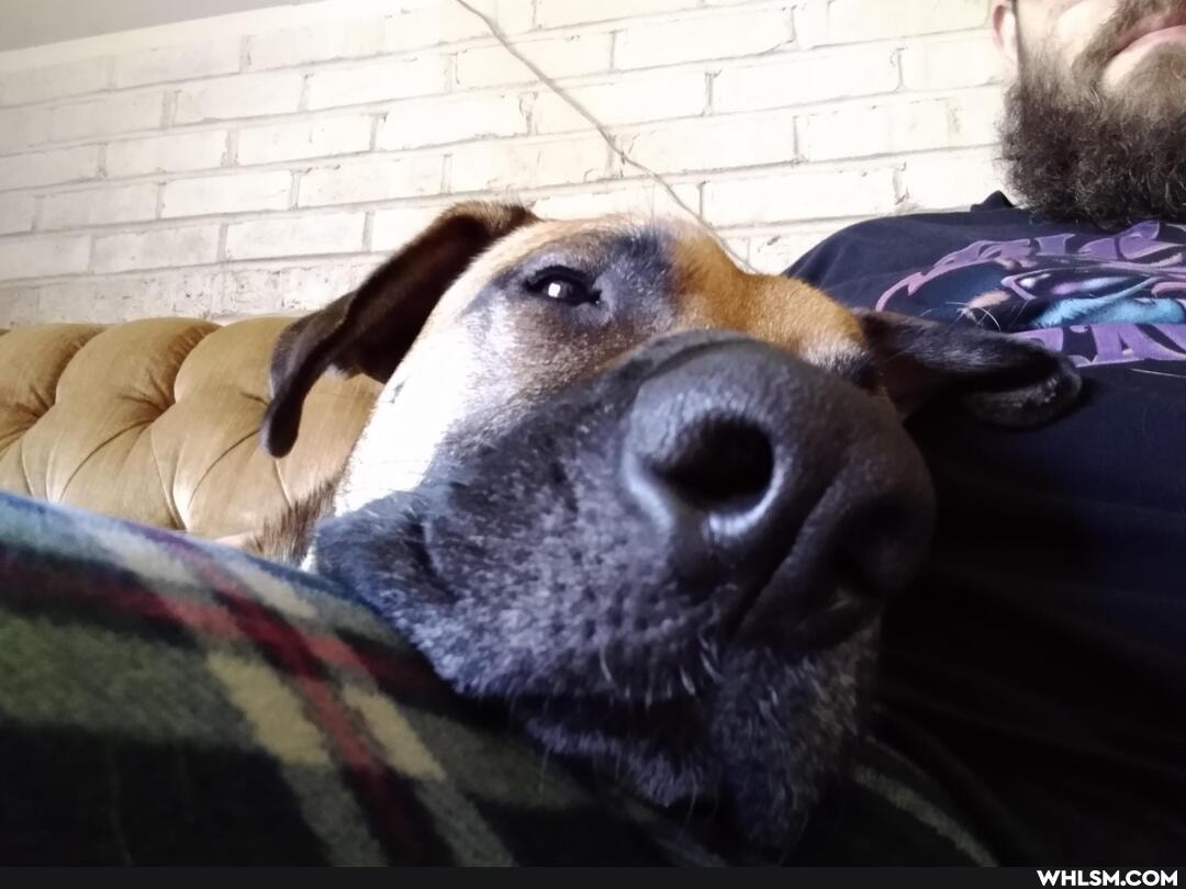 dog, specialneedspups