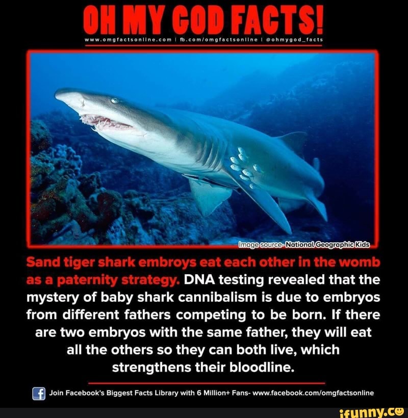 Iiii My Goi Fagts Sand Tiger Shark Embroys Eat Each Other In The Womb As A Paternity Strategy Dna Testing Revealed That The Mystery Of Baby Shark Canniballsm Is Due To Embryos