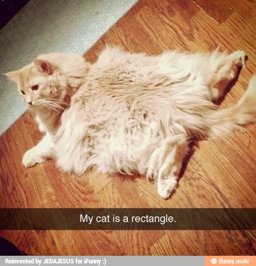 A
My is rectangle.