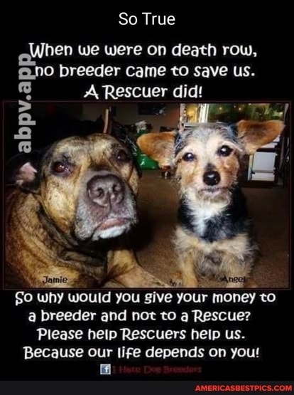So True
When we were on death row,
@.no breeder came to save us.
A Rescuer did!
abpv.a
why would you give your money to breeder and not to a Rescue?
Please help Rescuers heip us.
Because our life depends on you!