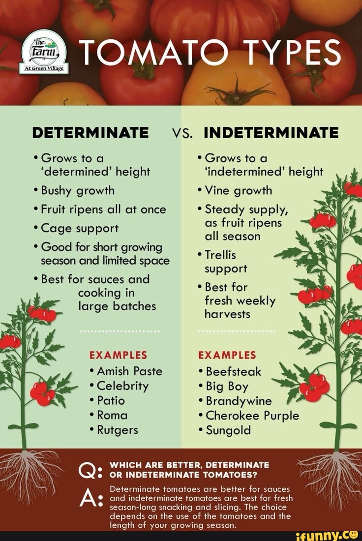 Farm, TOMATO TYPES DETERMINATE Grows to a 'determined' height Bushy ...