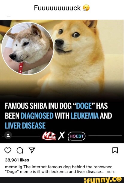 Fuuuuuuuuuck FAMOUS SHIBA INU DOG 