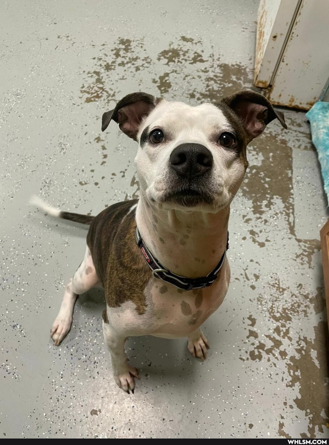 dogs, adopt_dont_shop, dogs_are_the_best_people