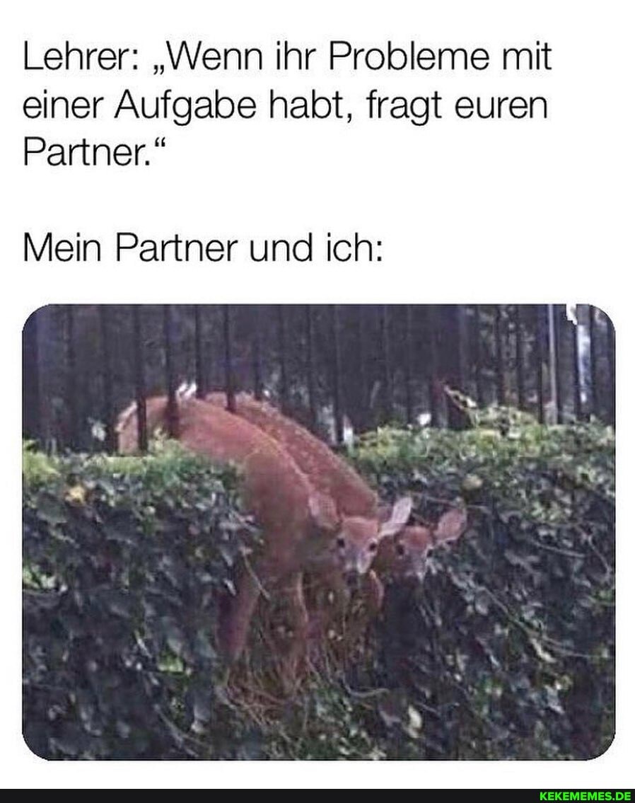 Lehrer: "Wenn ihr Probleme mit einer Aufgabe habt, fragt euren
Partner."
Mein Partner und ich: