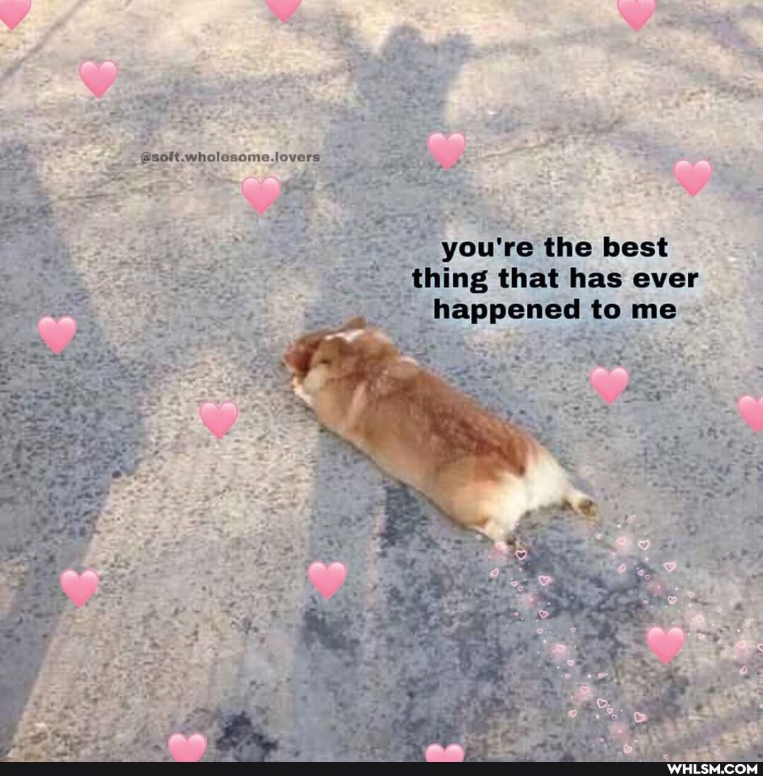 wholesome.lovers
you're the best thing that has ever happened to me