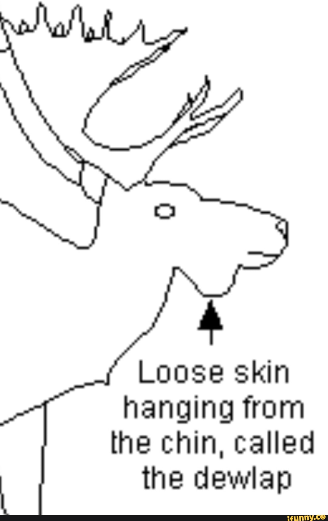 Loose skin hanging from the chin, called the dewlap - iFunny