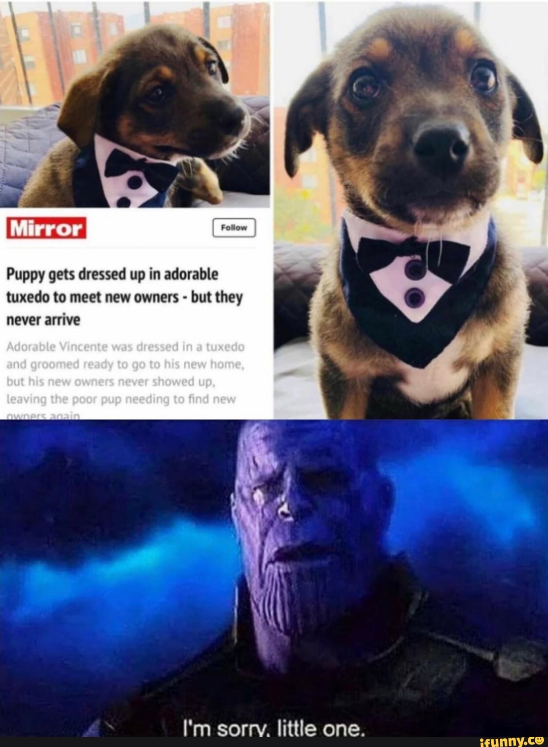 Foliow
Puppy gets dressed up in adorable tuxedo to meet new owners - but they never arrive
Vincente was dressed In tuxedo
I'm sorry. little one.